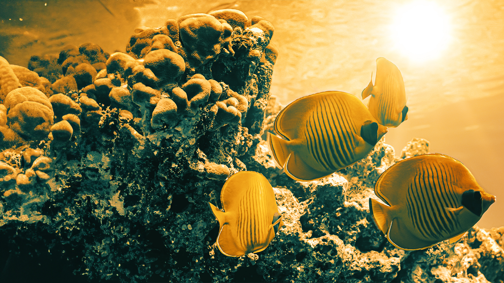 Biodiversity impacts – how to measure progress