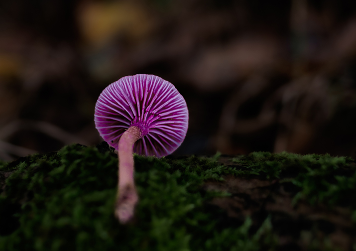 SustainAbility: Can equities rally further from here?