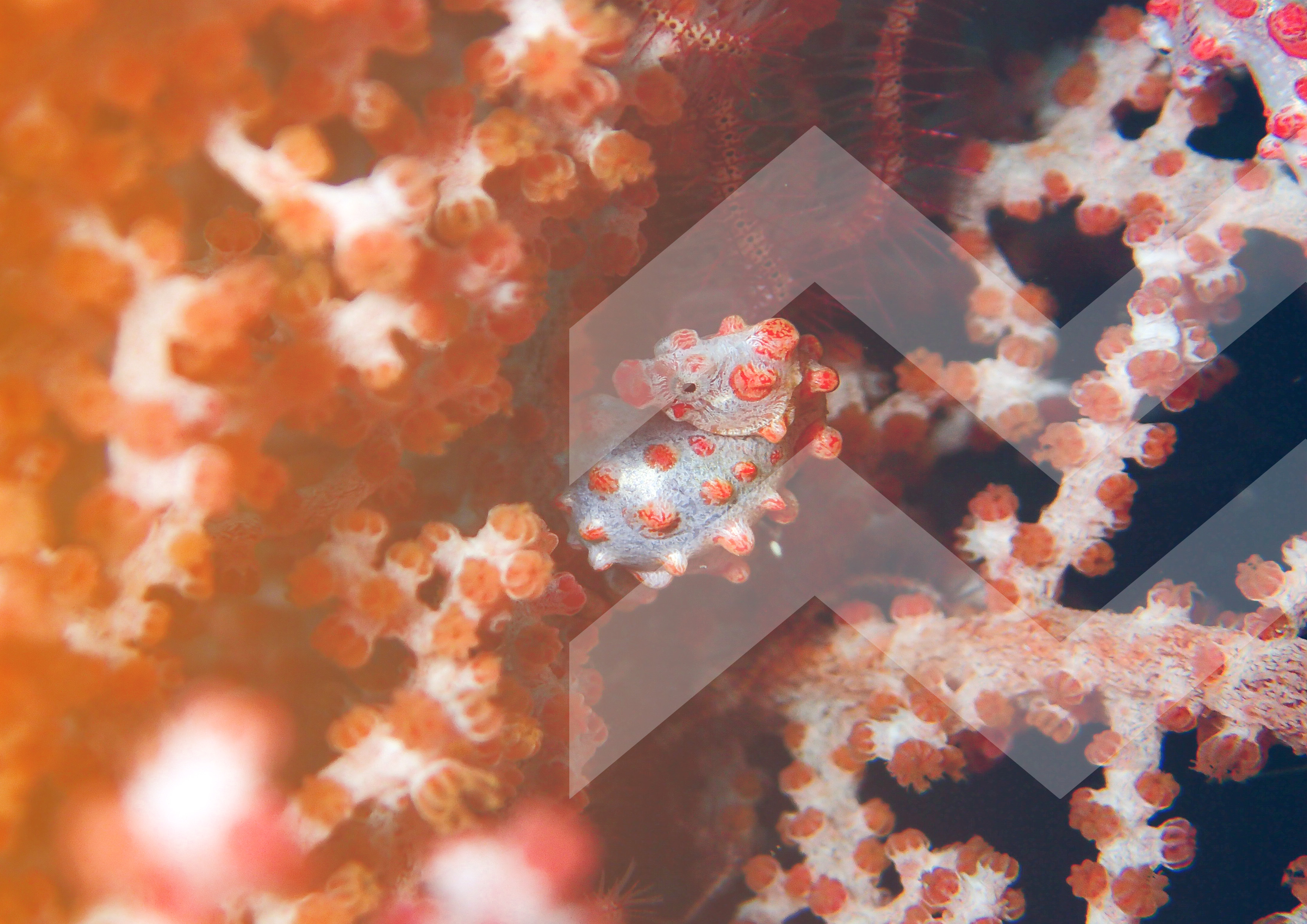 Hiding in plain sight