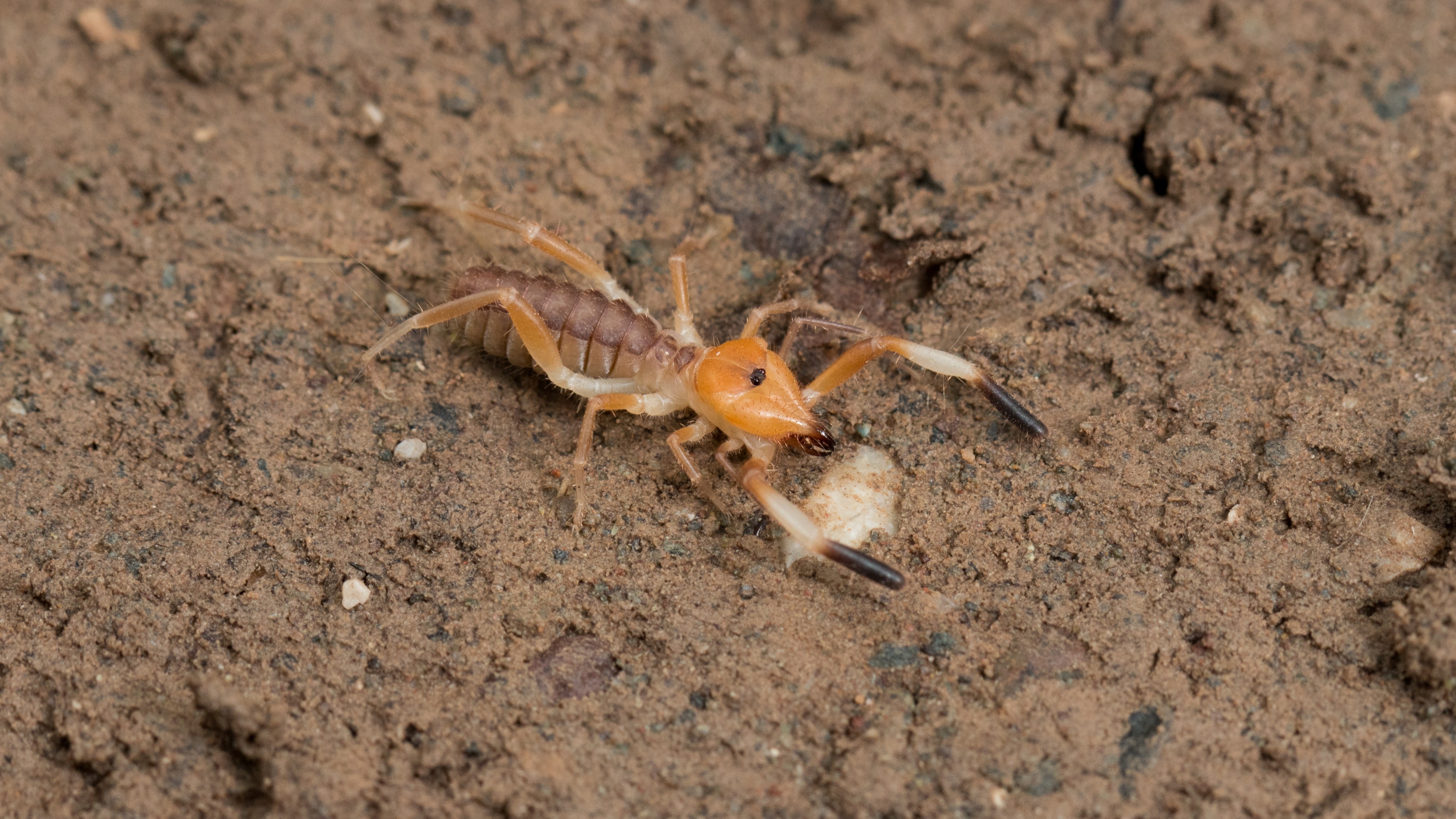 Just in case you were wondering what a Greek camel spider might look like ...