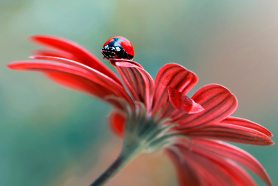 4Q25 Small Cap Market Overview