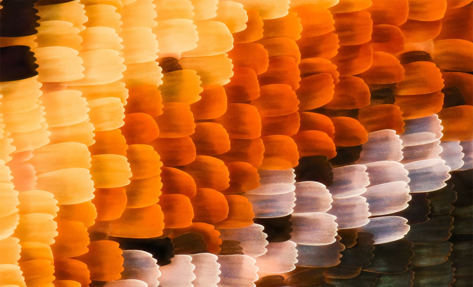 The Small Idea: Onward, Small Cap Soldiers!